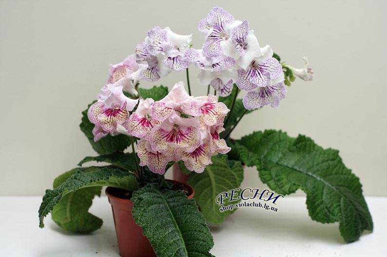 IMG_7219 копия.jpg