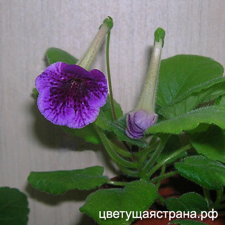 Цвет-Черный-Жемчуг.jpg