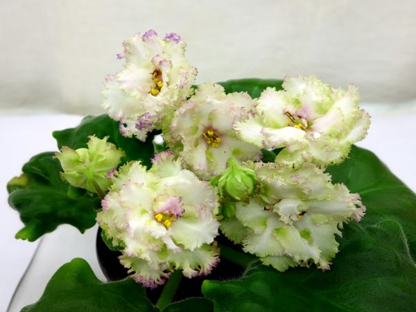 НК-Сказки Венского Лес.jpg