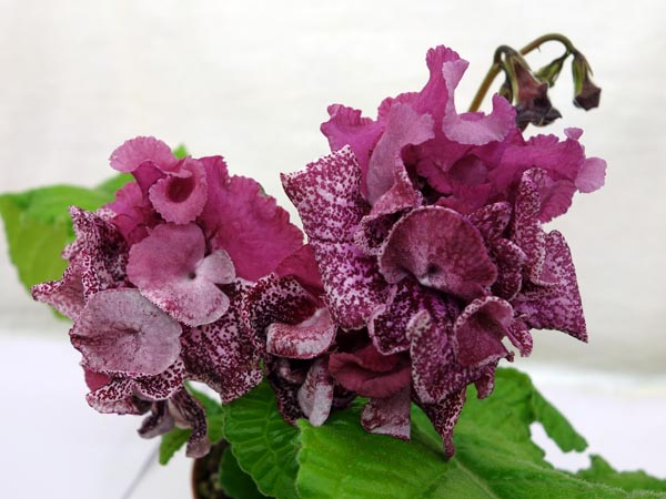 DS-1096.jpg