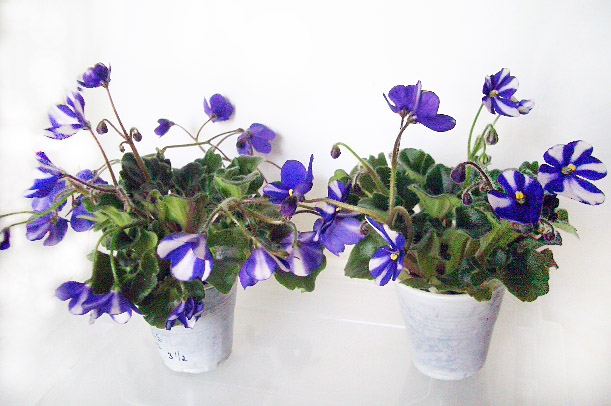 CIMG0054.JPG