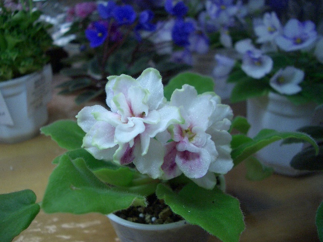 CIMG0059.JPG