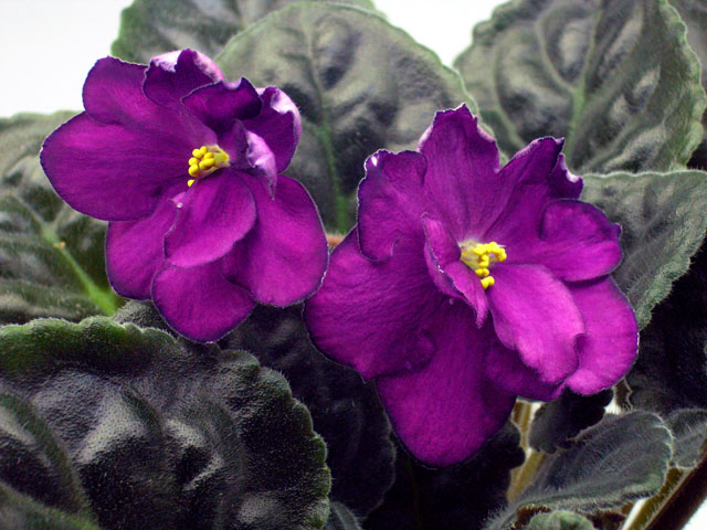 12.JPG
