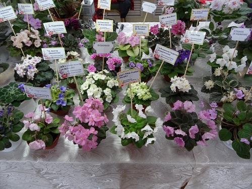 DSC02670.JPG