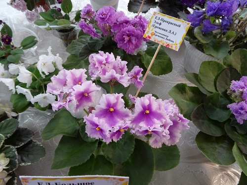 DSC02677.JPG