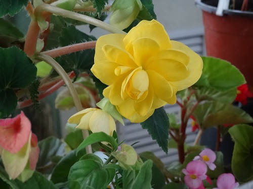 DSC02700.JPG