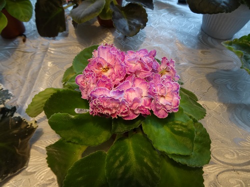 DSC02733.JPG
