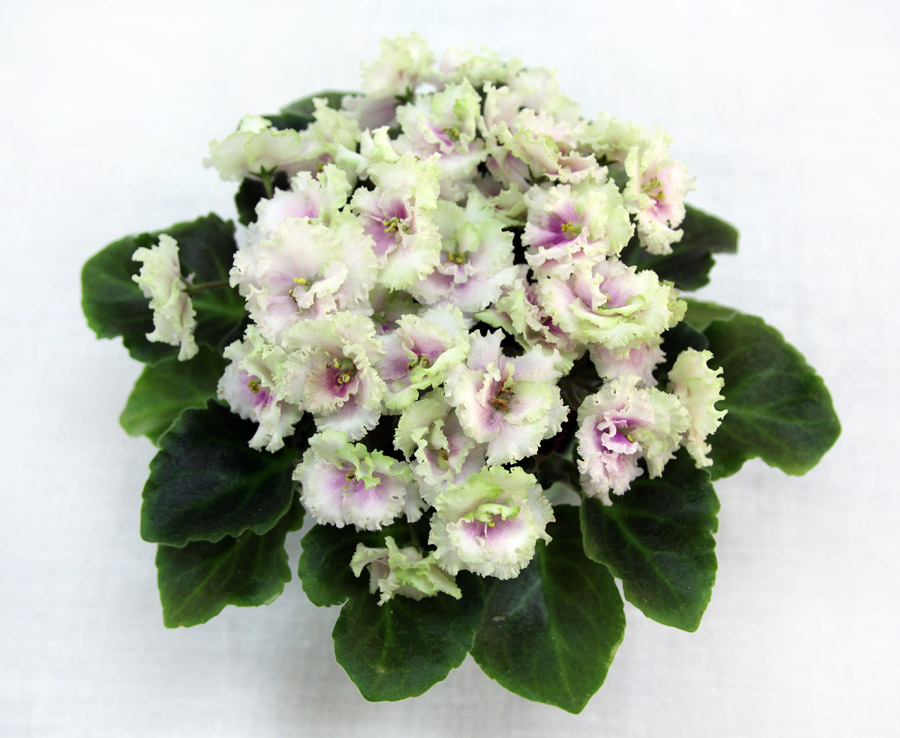 2 место – Allegro Watermelon Ruffles (J. Stromborg), колл. Е. Морозова