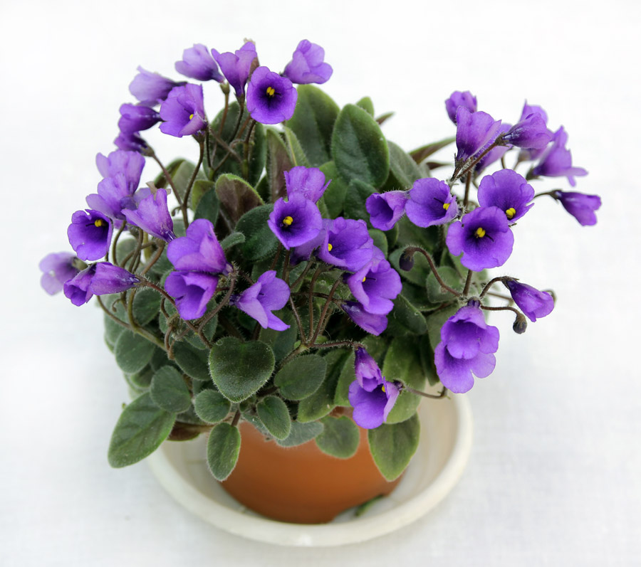 3 место – Vallarta Campanas Moradas (G. Beck), колл. М. Карпова