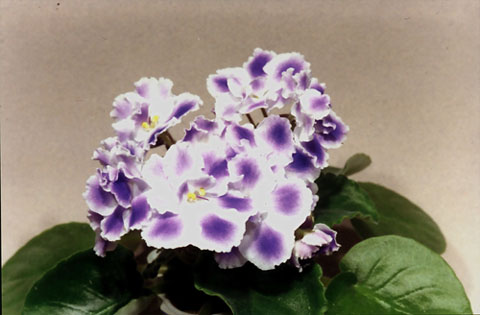 Pic2.jpg