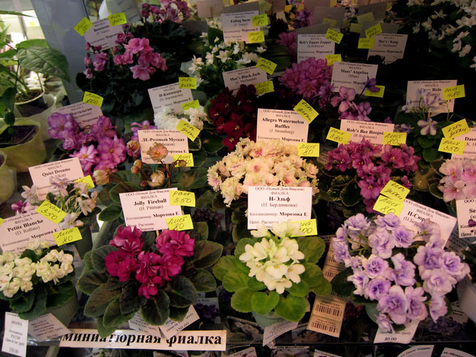 мини-7.jpg