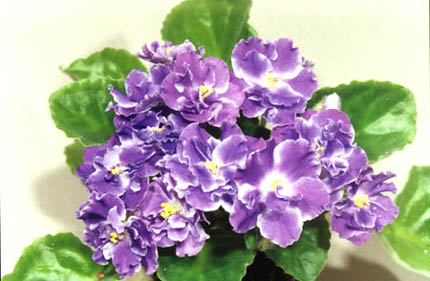 Picture_1.jpg