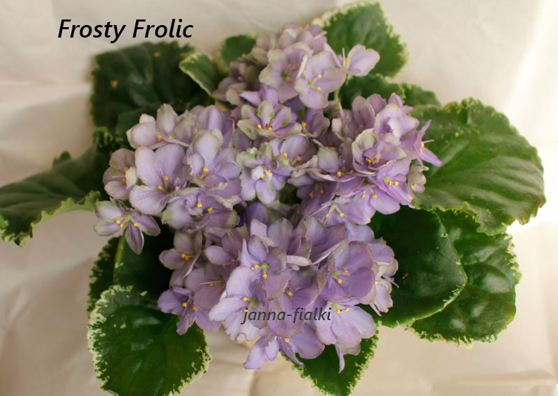 Frosty-Frolic.jpg