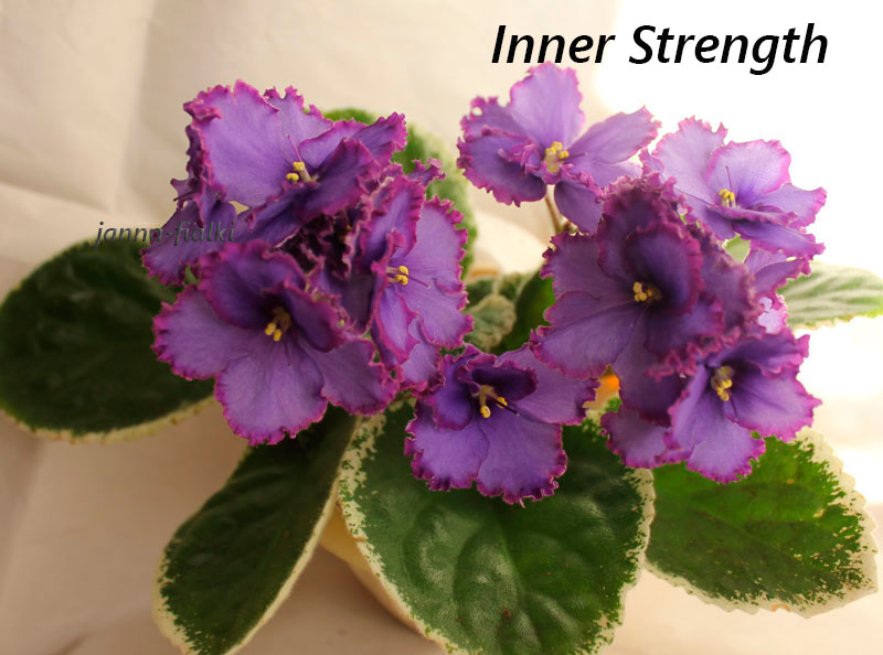 Inner-Strength.jpg