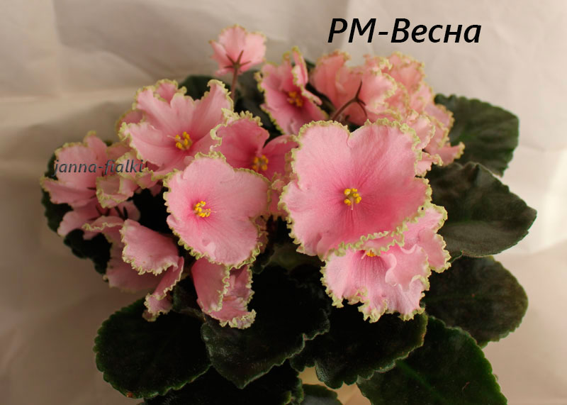 РМ-Весна.jpg