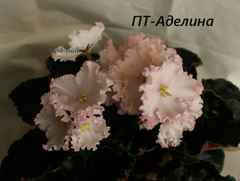 ПТ-Аделина.jpg
