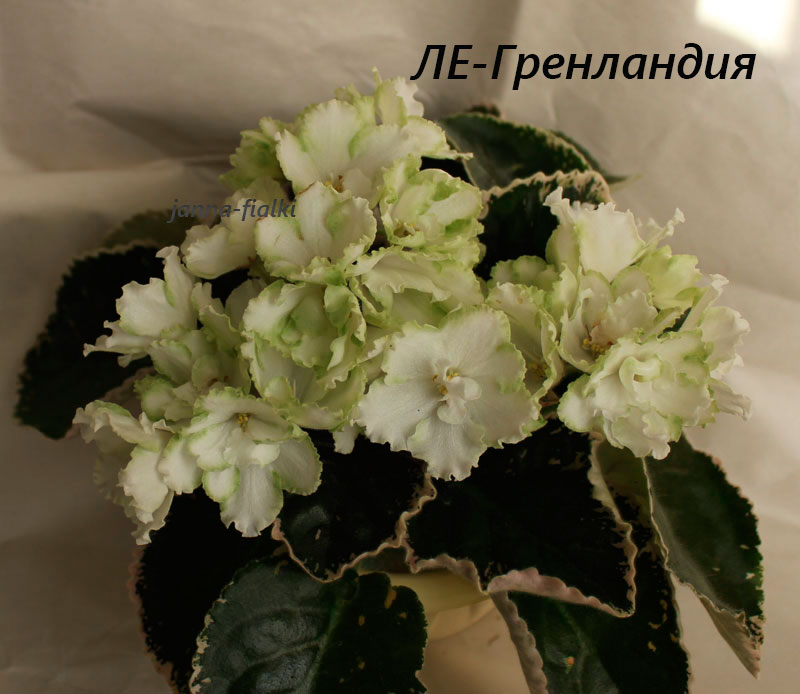 ЛЕ-Гренландия.jpg