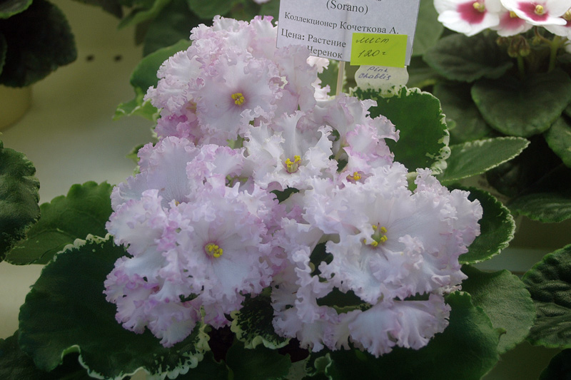 Pink-Chablis-Кочеткова.jpg