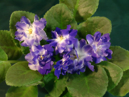 DSCF5607.jpg