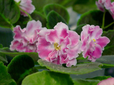 Dsc01625.jpg