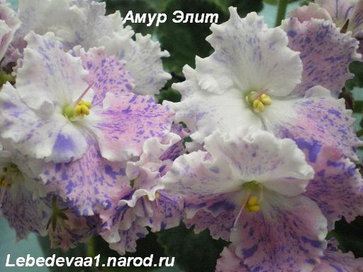 Амур Элит (6) 20-20 текст.JPG