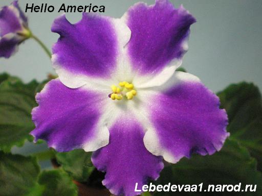 Hello America (4) 20-20 текст.JPG