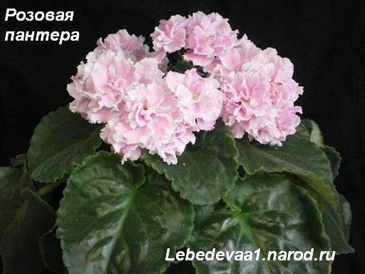 Розовая пантера- (8) 20-20 текст.JPG
