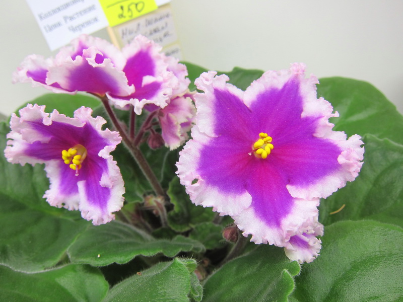 Кузина НиЛ-Шамаханская Царица.JPG