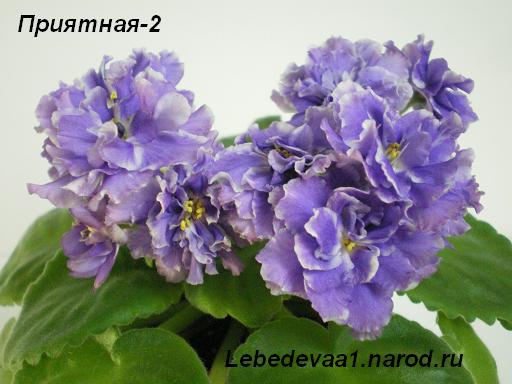 Приятная-2- (2) 20-20 текст.JPG