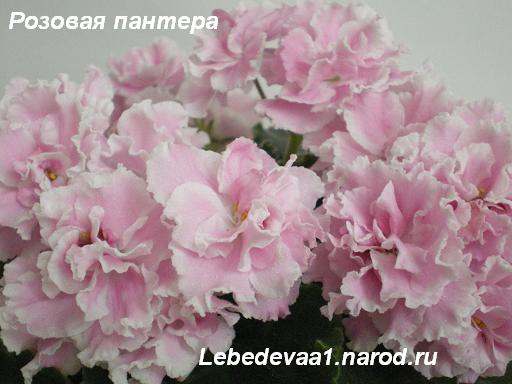 Розовая пантера- (10) 20-20 текст.JPG
