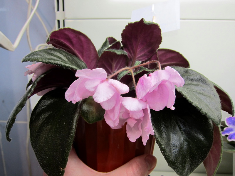 Жильчикова Pink Tulip.JPG