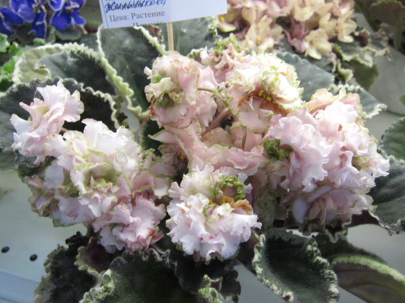 Жильчикова Ma's Corsage .JPG