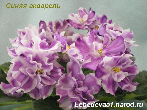 Сеянец