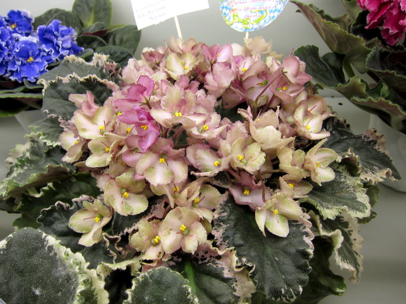 Жильчикова Wild Irish Rose .JPG