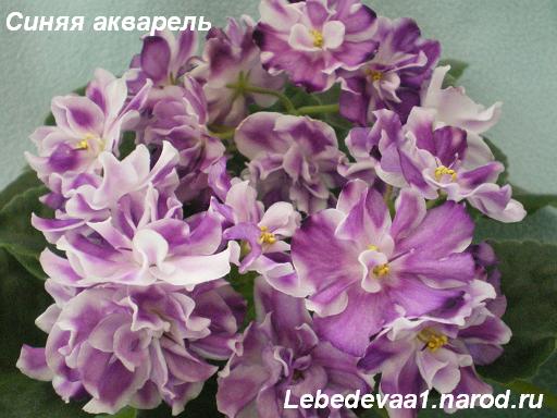 Сеянец