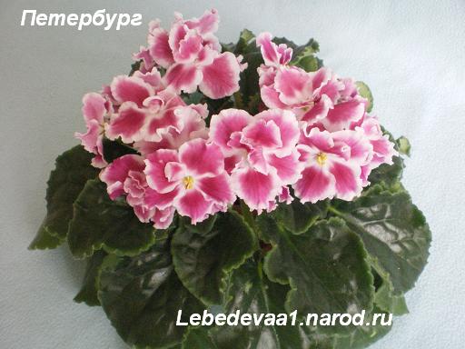 Петербург 16.05.09 (9) 20-20 текст.JPG