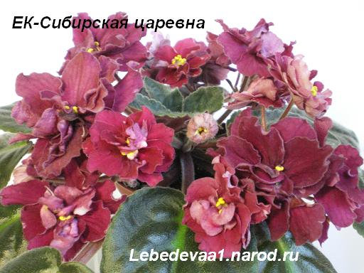 ЕК-Сибирская царевна- (1) 20-20 текст.JPG