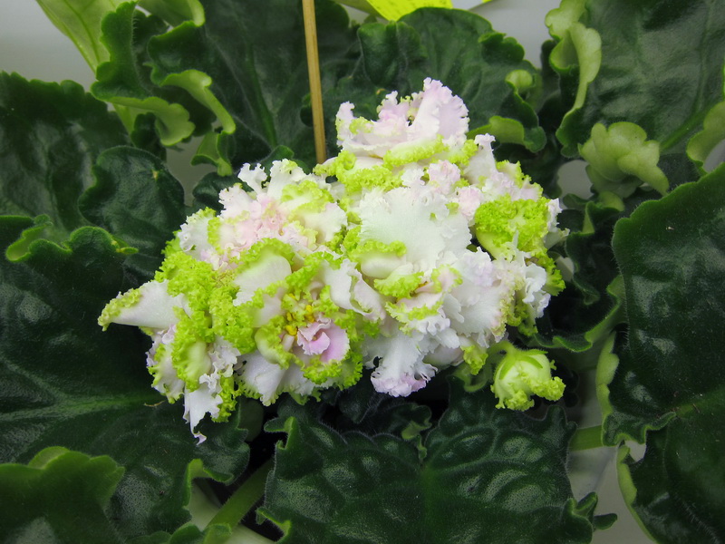 Трофимова ЛЕ-Денди.JPG