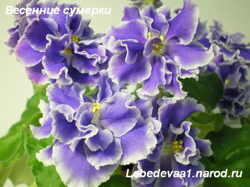 Весенние сумерки (5) 20-20 текст.JPG