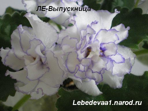 ЛЕ-Выпускница (1) 20-20 текст.JPG