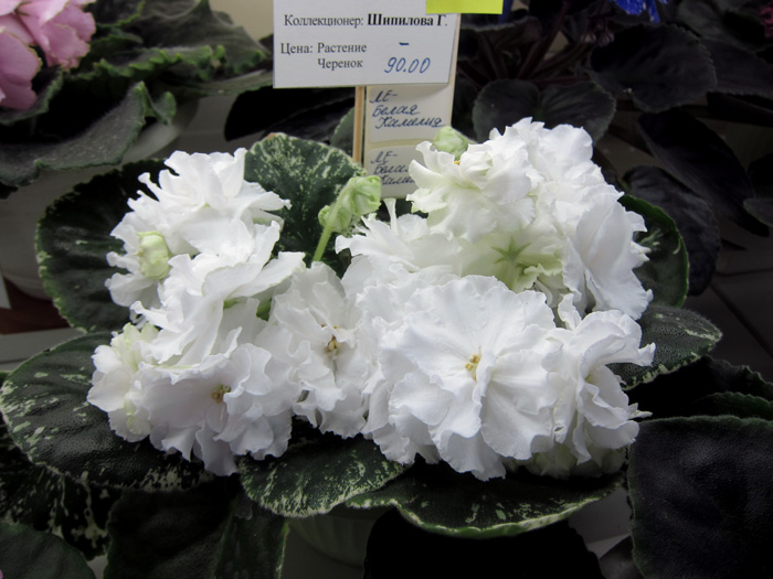 ЛЕ-Белая-Камелия-(Шипилова).jpg