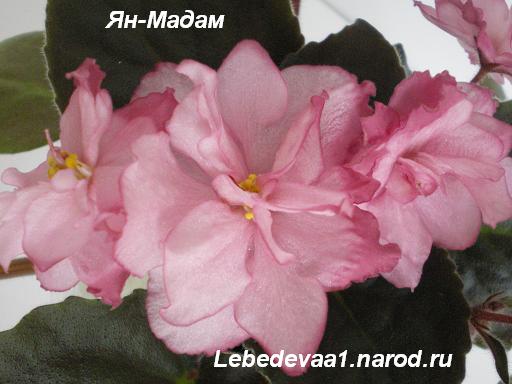 Ян-Мадам (5) 20-20 текст.JPG