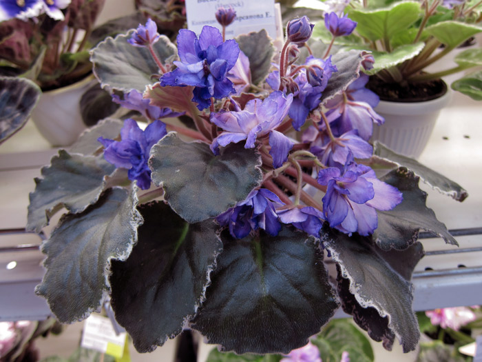 Buckeye-Butterflies.jpg