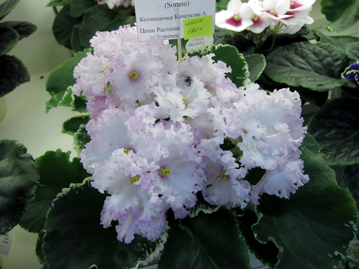 Pink-Chablis.jpg