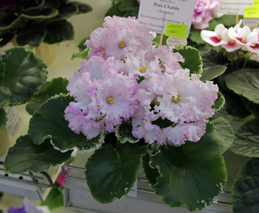 Pink Chablis