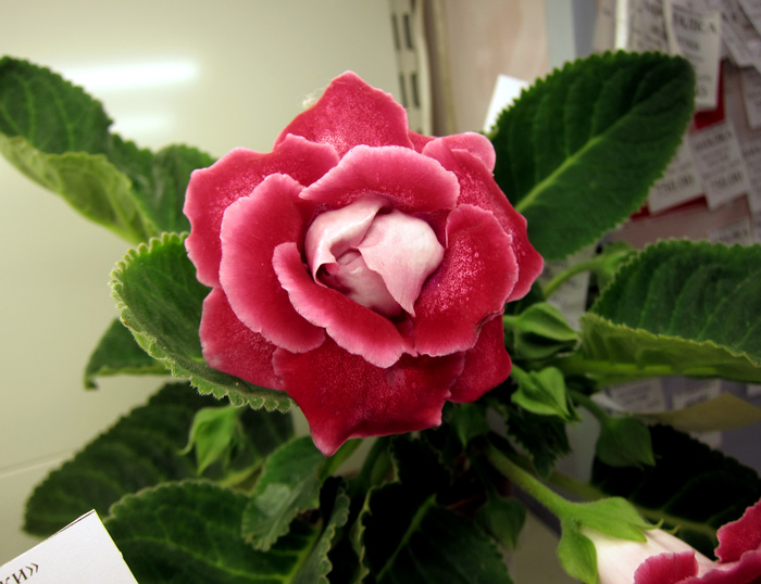 Алые-Паруса.jpg