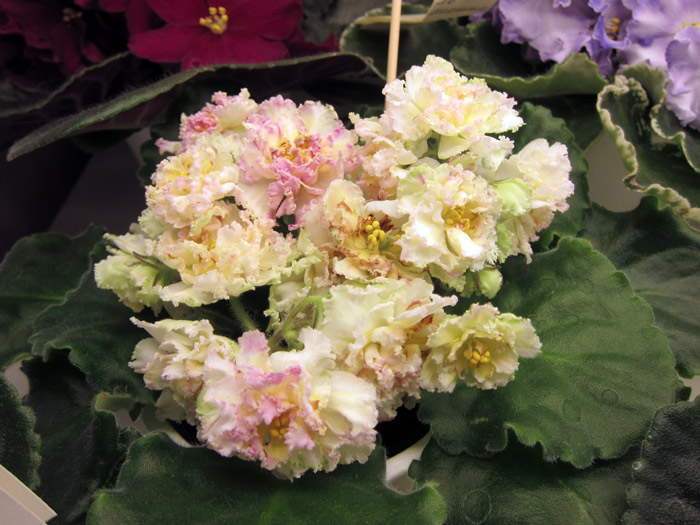 ЛЕ-Масленица.jpg