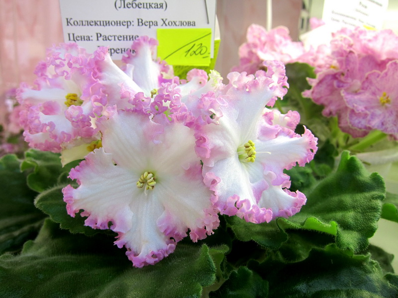 Хохлова ЛЕ-Поцелуй Ангела.JPG
