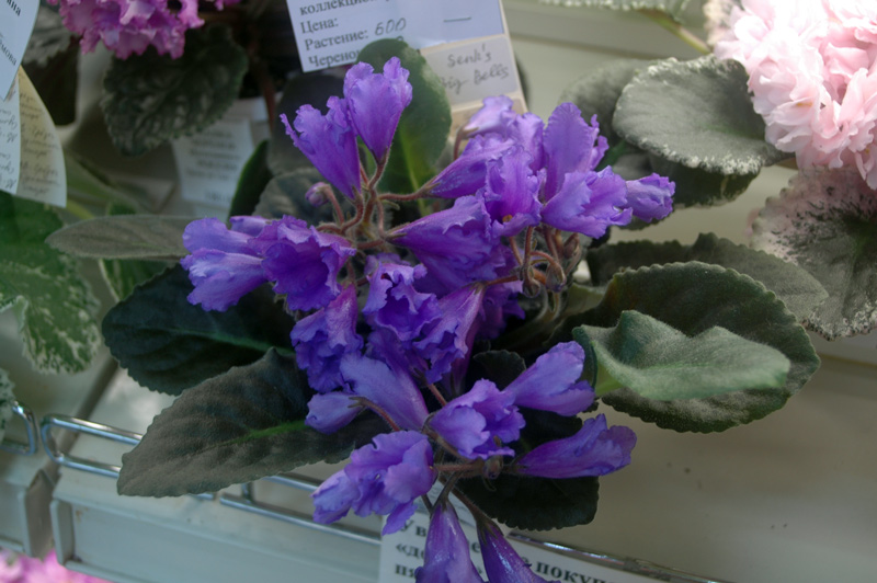 Senk’s-Big-Bells-Конышева.jpg