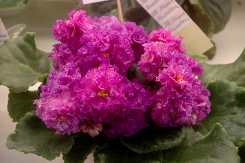 ЛЕ-мария-Мирабелла-Андрусен.jpg